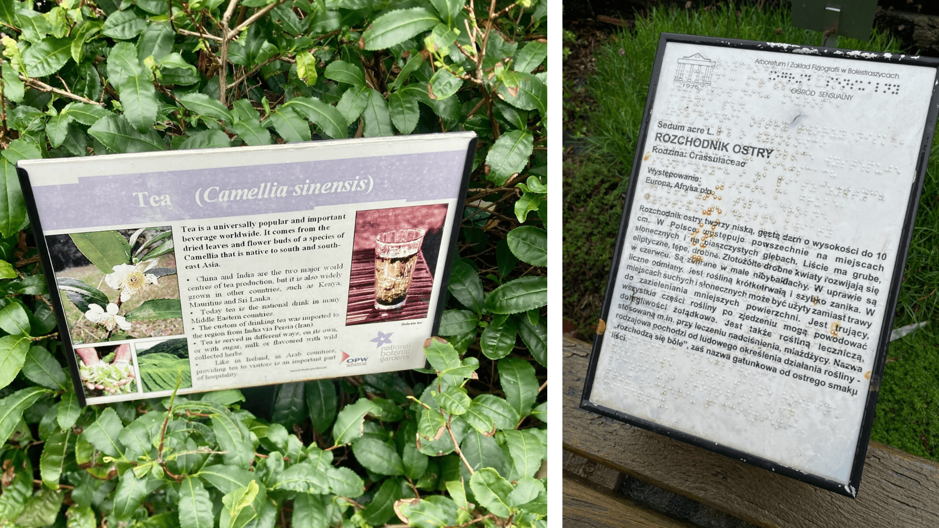 plant identification signs