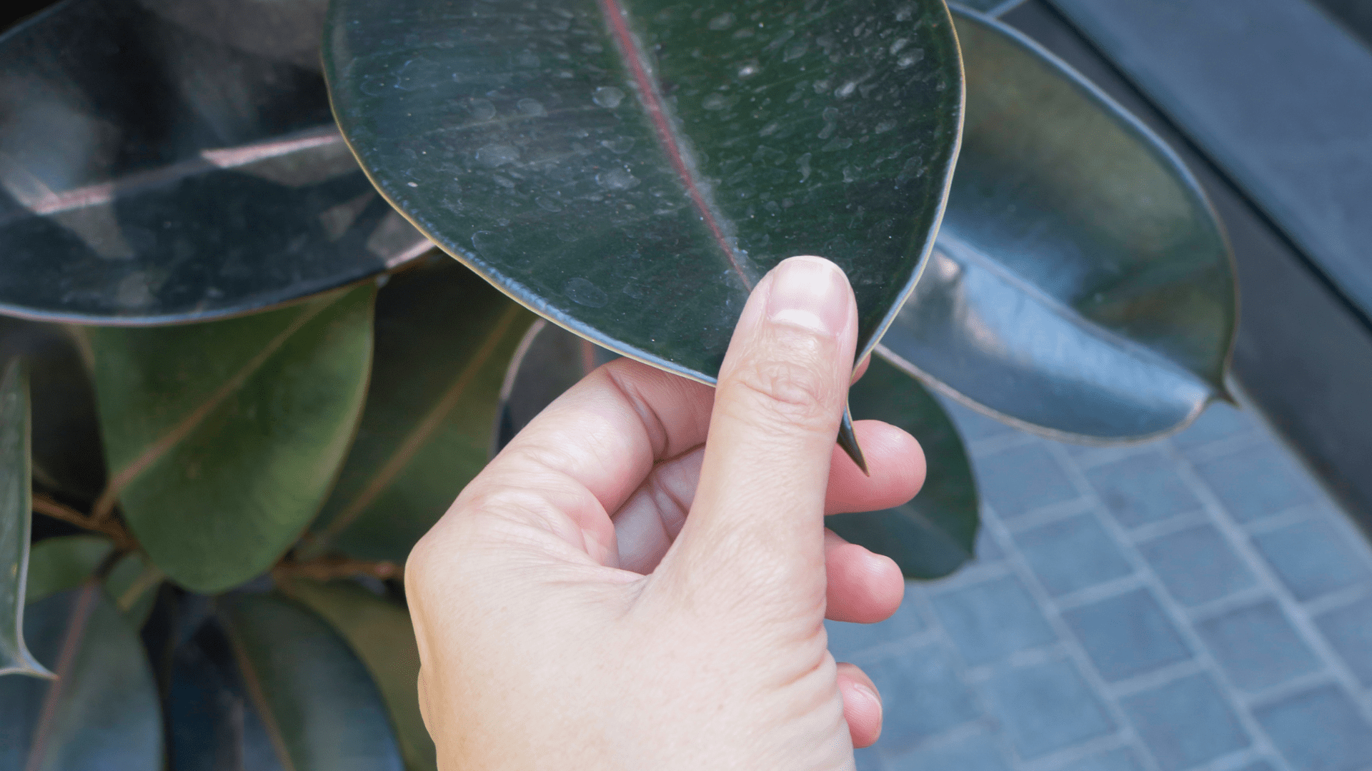 Stress reduction with therapeutic horticulture for social workers