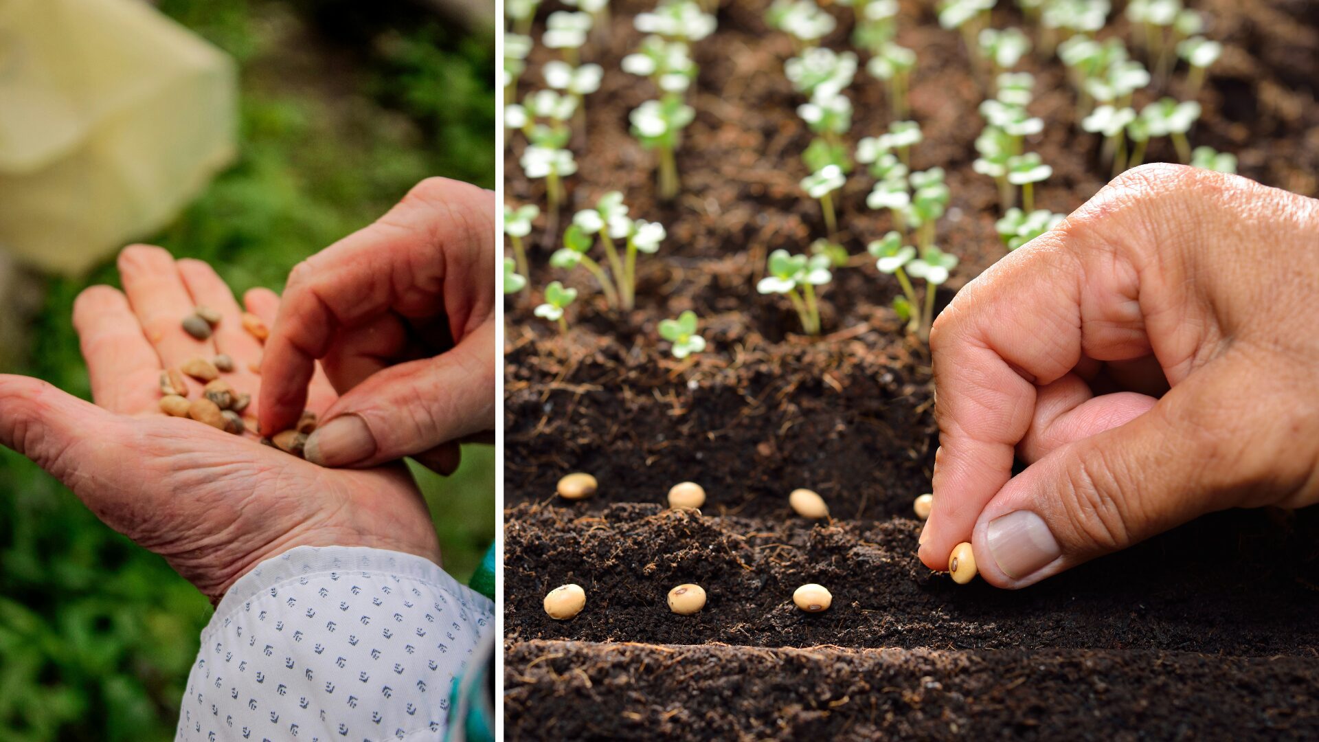 rehabilitation therapist