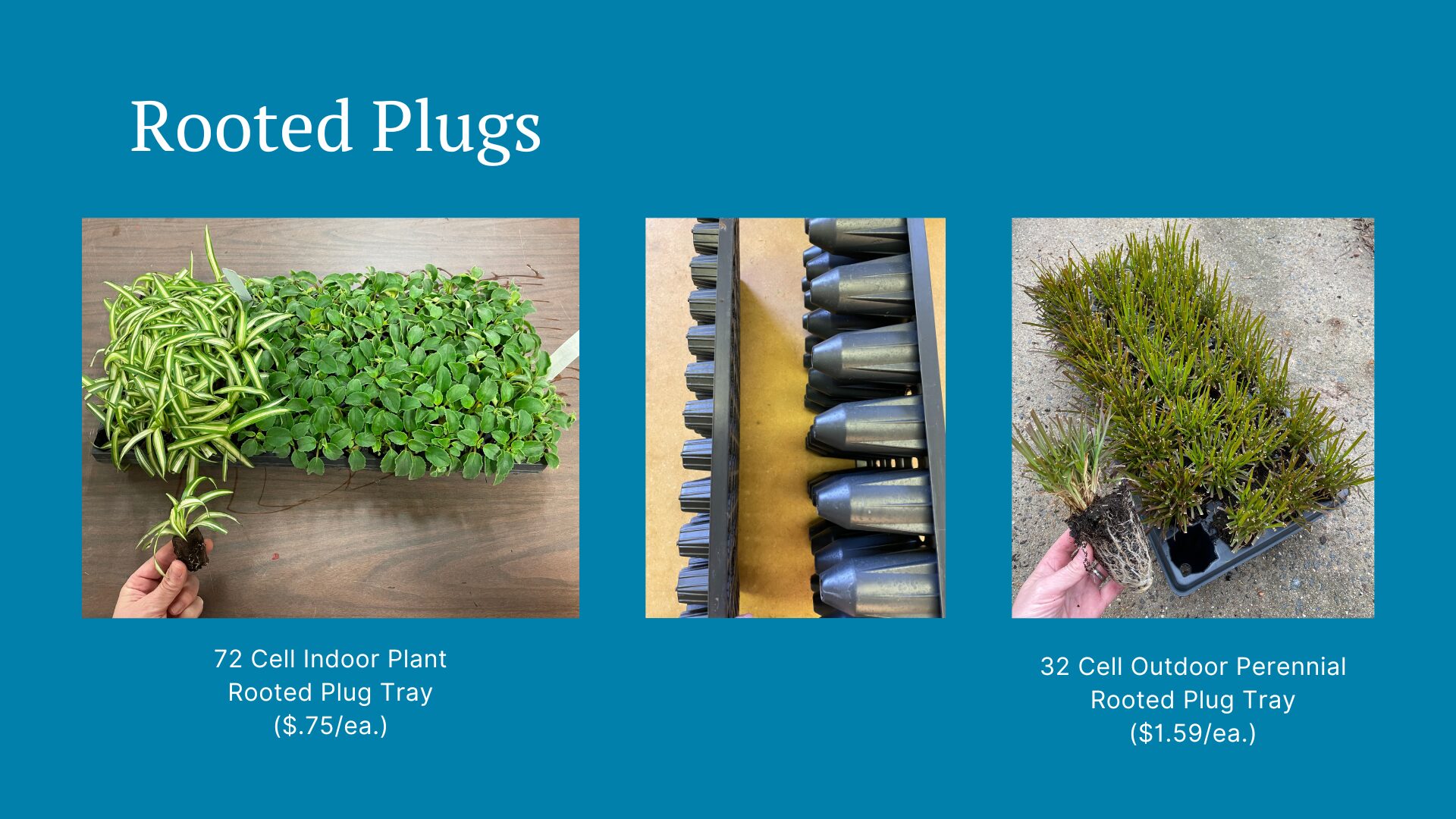 rooted plugs