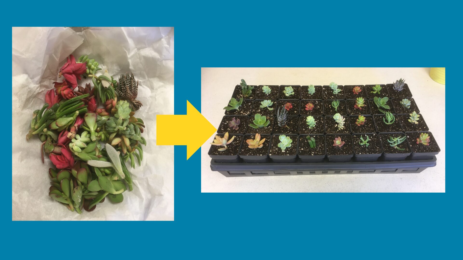 unrooted succulent cuttings