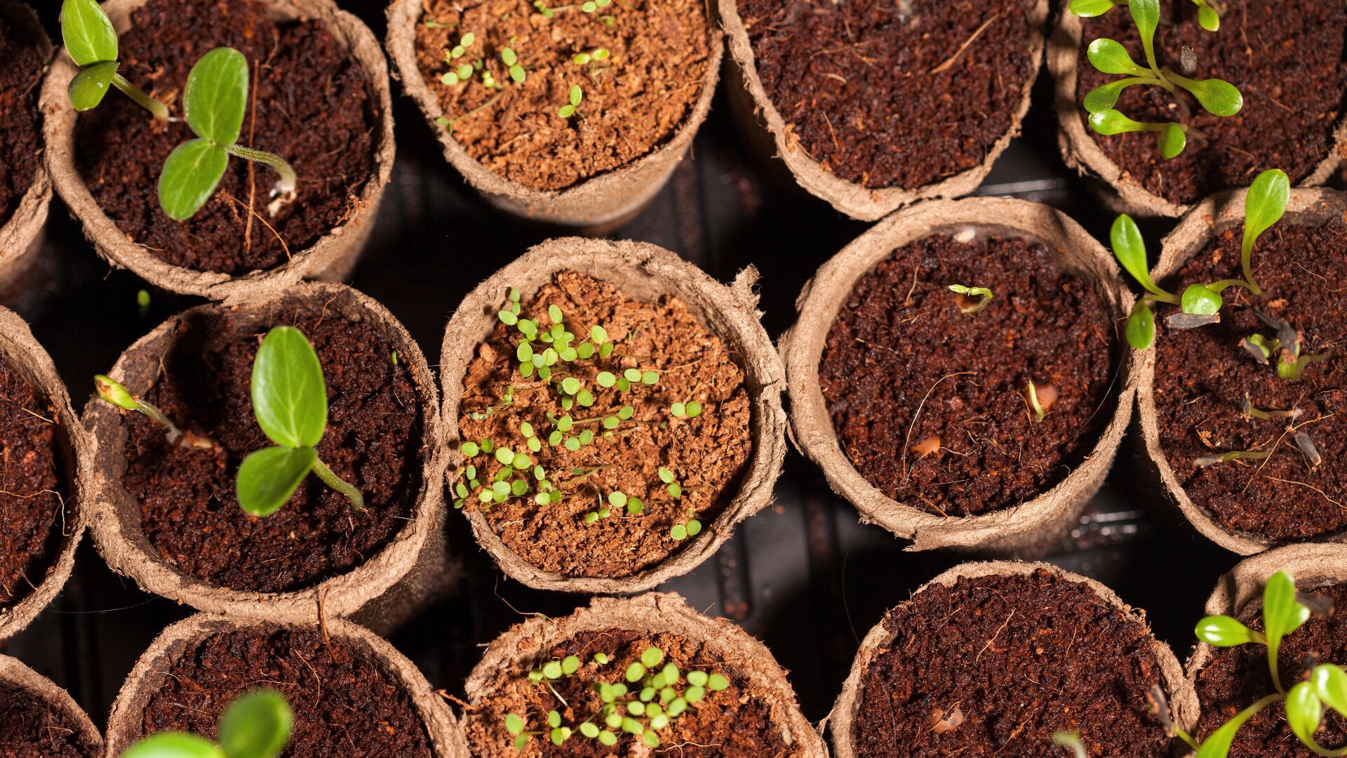 starting plants from seeds