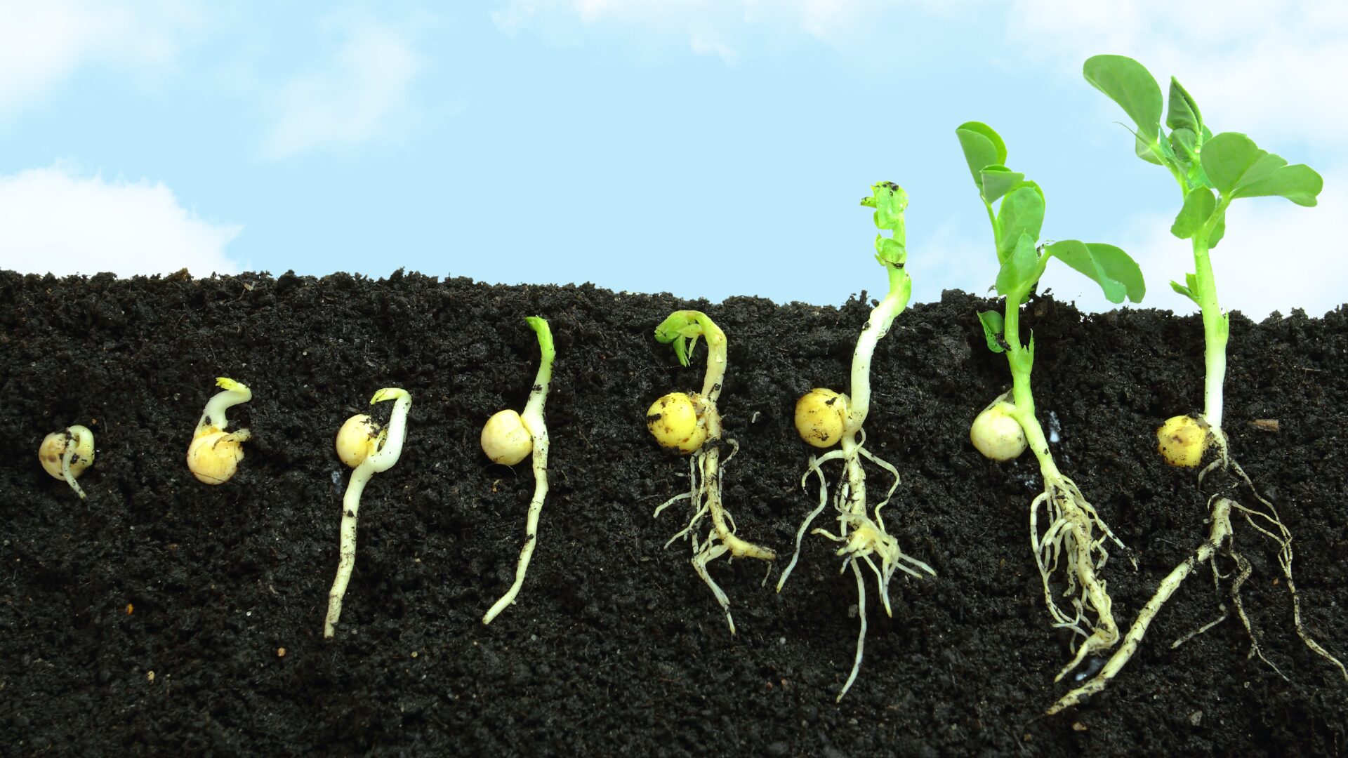 seed starting benefits