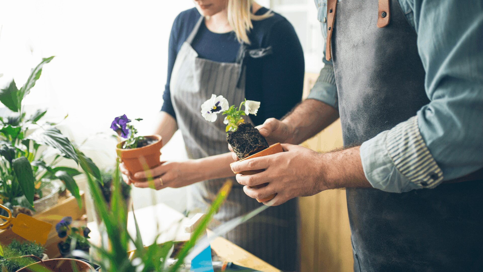 Hands Repotting a Seedling During a Therapeutic Horticulture Session