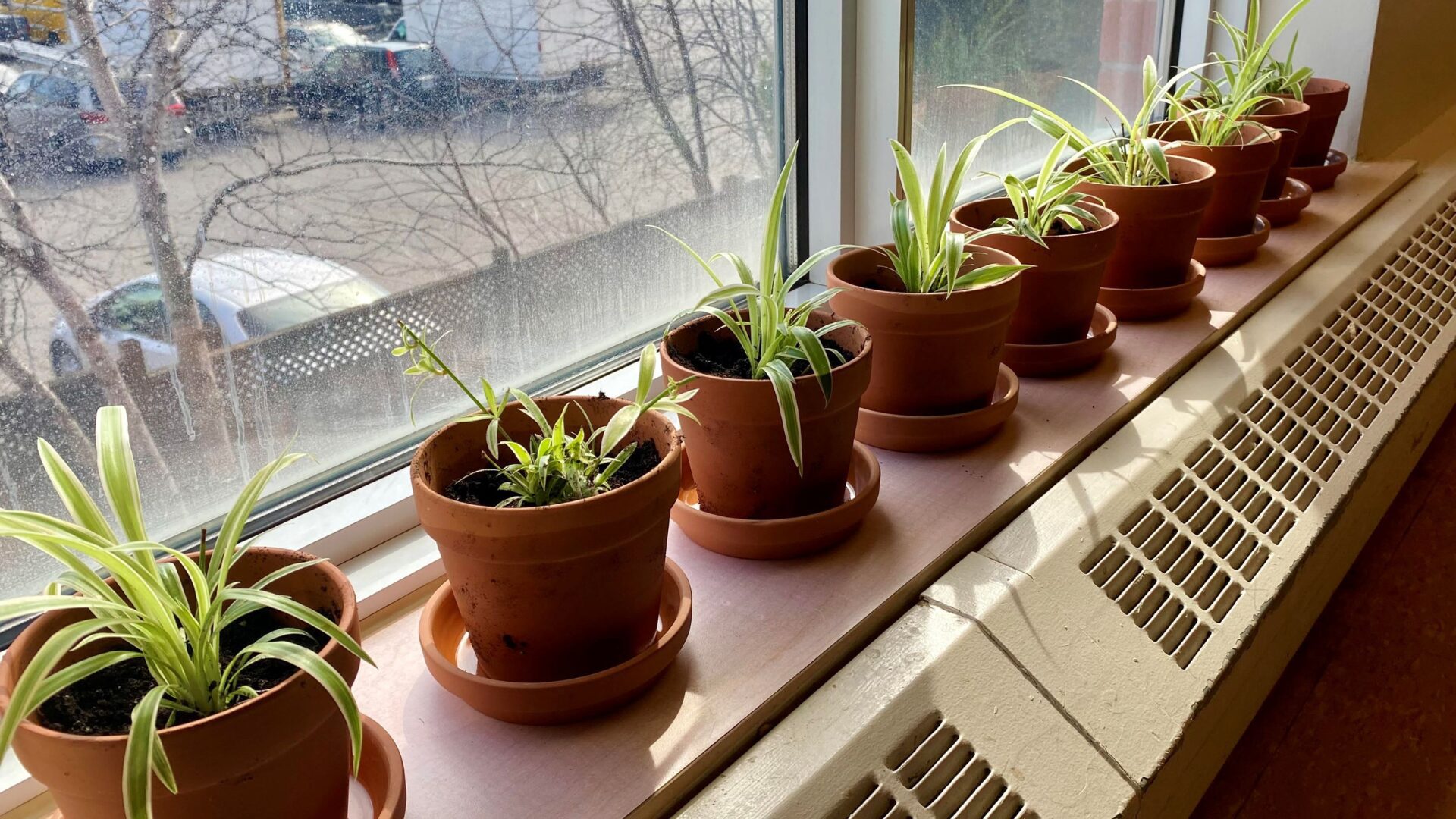 Sienna Senior Living | Plants on a Windowsill