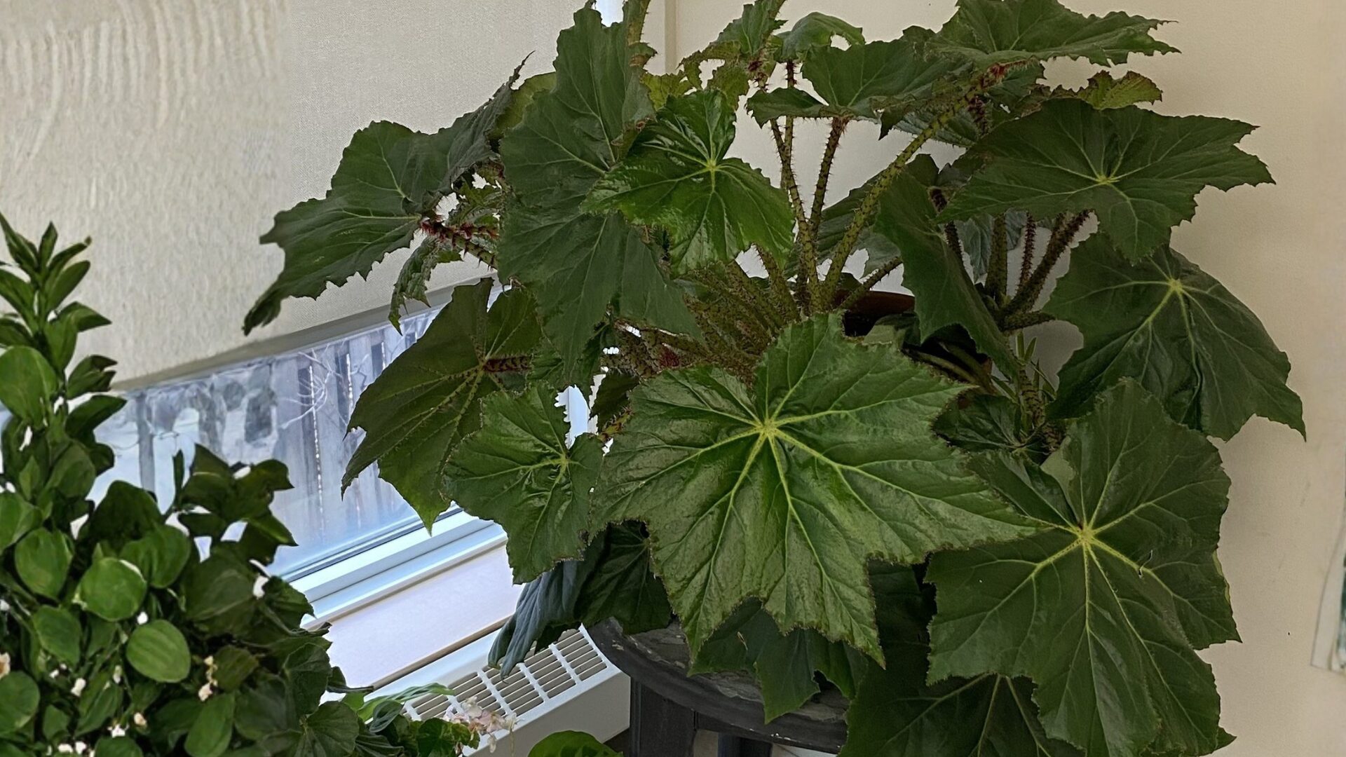 Angelwing Begonia that a resident started from a cutting last spring | Sienna Senior Living